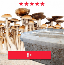 images/productimages/small/B+ MAGIC MUSHROOM GROW KIT.png